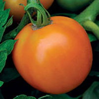Orange Queen