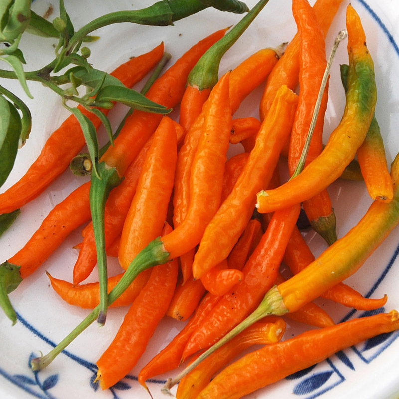 Orange Thai Pepper1