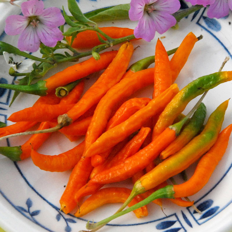 Orange Thai Pepper