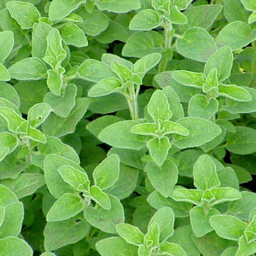 Oregano