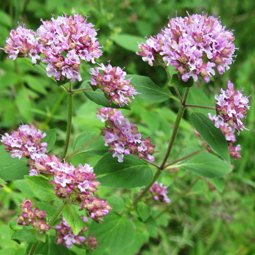 Origanum Vulgare Greensleeves