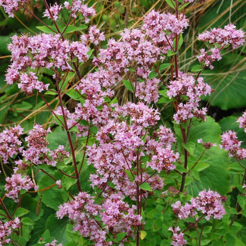 Origanum Vulgare Greensleeves