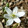 Ornithogalum Collinum