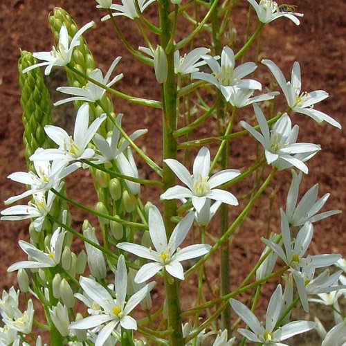 Ornithogalum Major