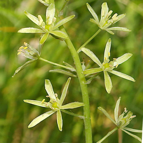 Ornithogalum Pyrenaicum