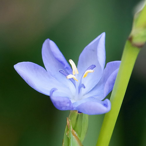 Orthrosanthus Chimboracensis