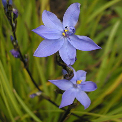 Orthrosanthus Multiflorus