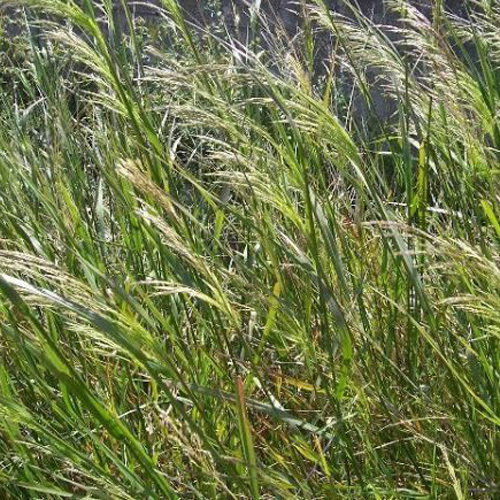 Oryzopsis Miliacea