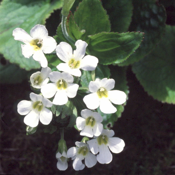 Ourisia Macrophylla