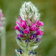Oxytropis Splendens Close