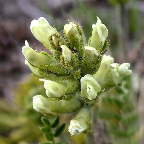 Oxytropis Viscida