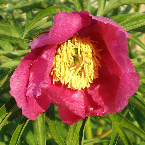 Paeonia Anomala