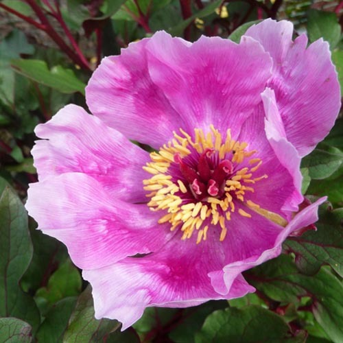 Paeonia Cambessedesii