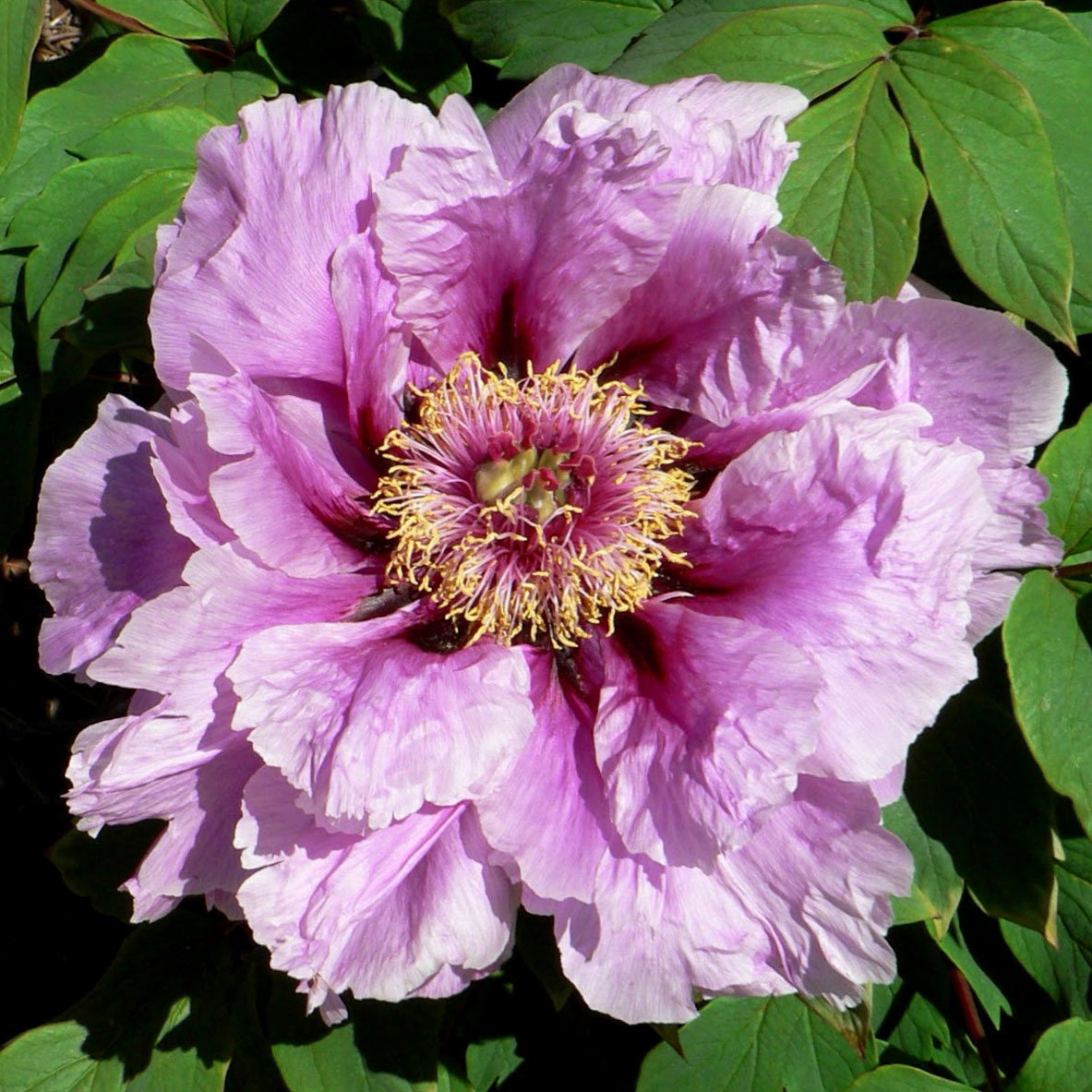 Peonies