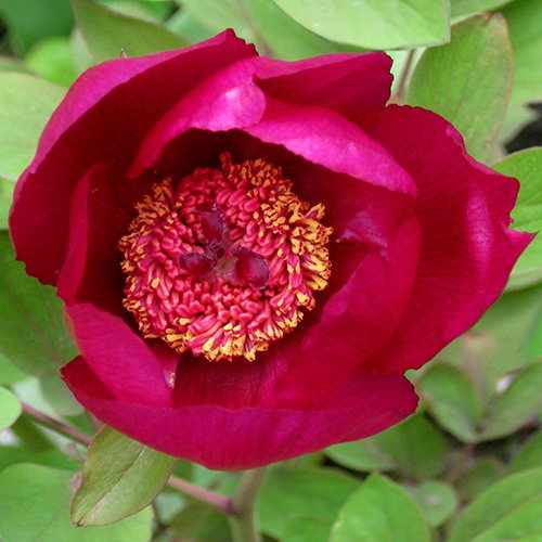 Paeonia Mascula Mascula