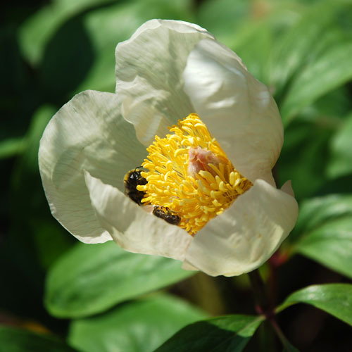 Paeonia Mlokosewitschii