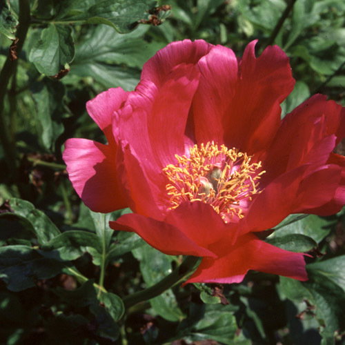 Paeonia Peregrina