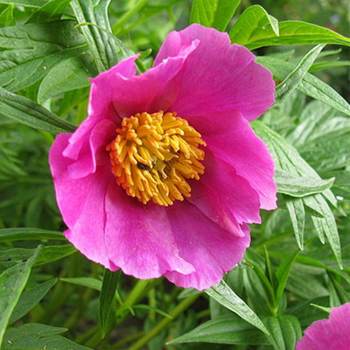 Paeonia Veitchii Woodwardii