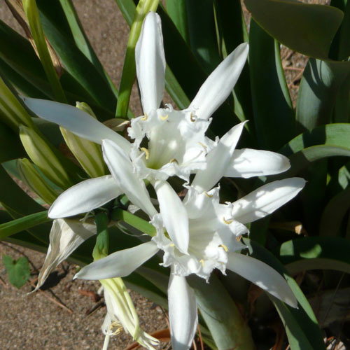 Pancratium Maritimum