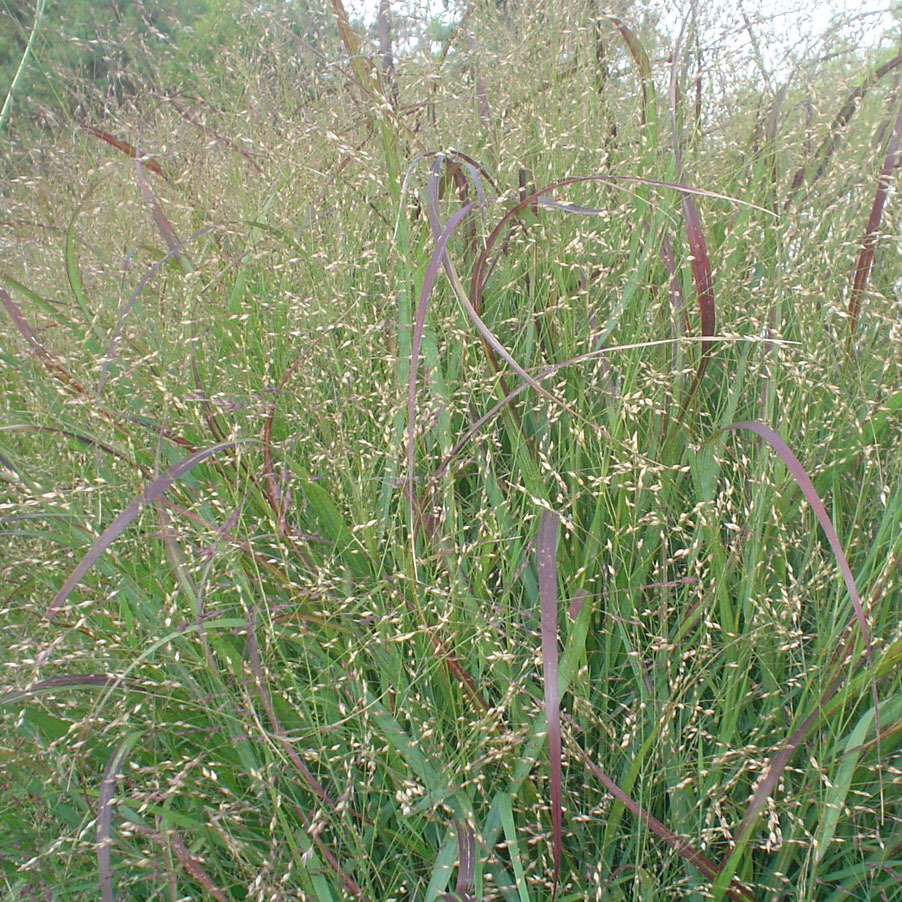 Squ Panicum Virgatum Heavy Metal