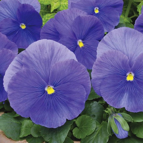 Pansy True Blue