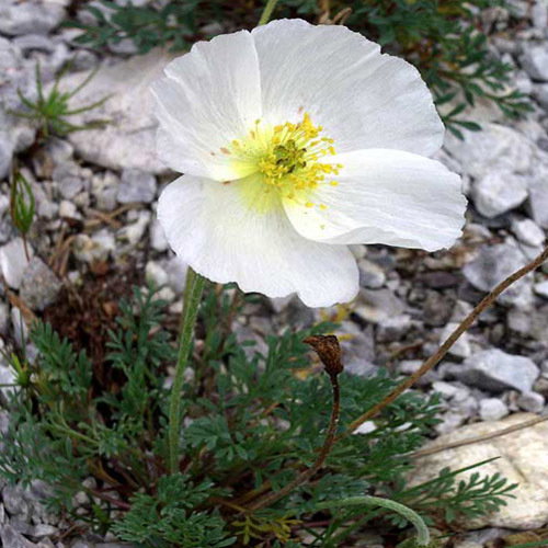 Papaver Alpinum