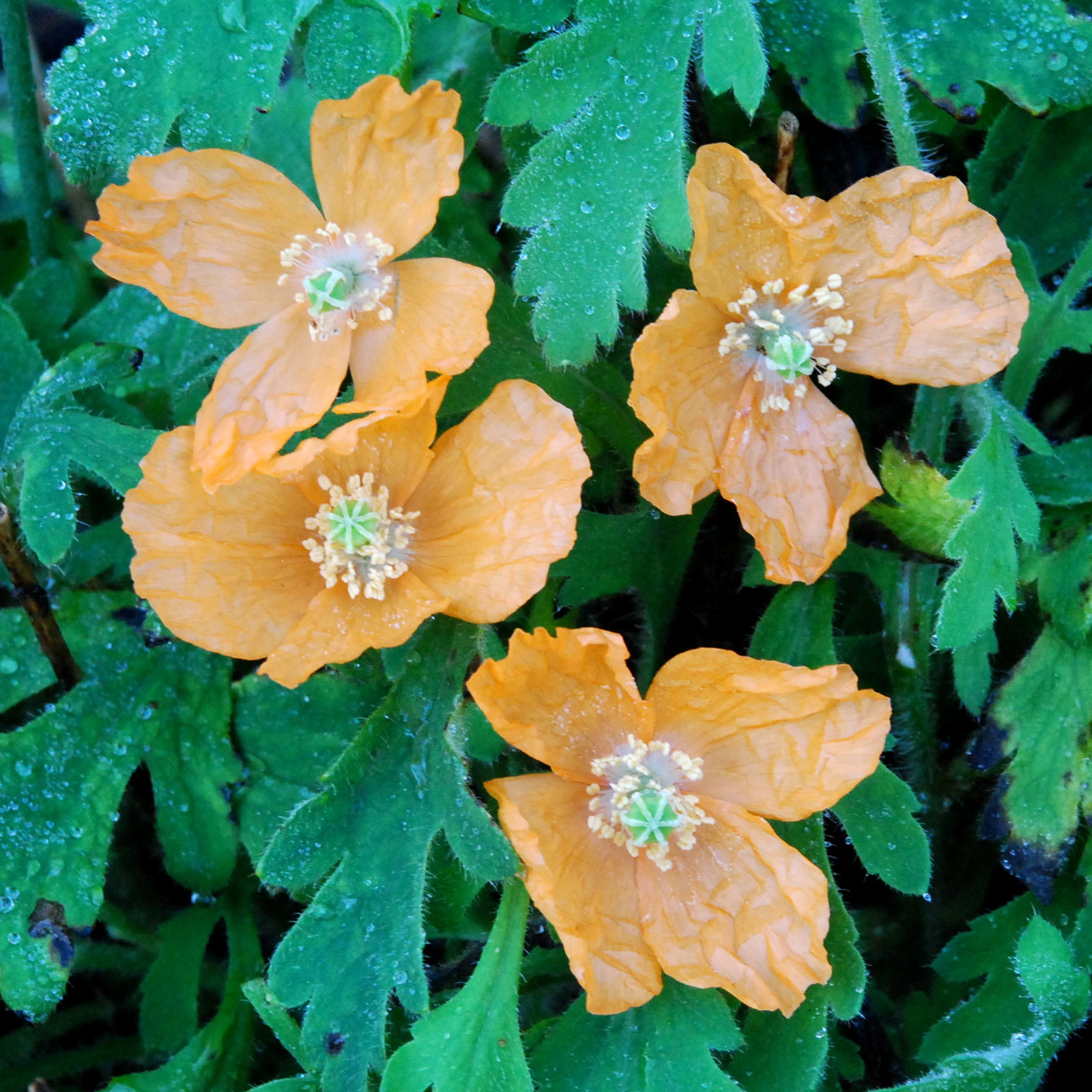 Papaver Apokrinomenon