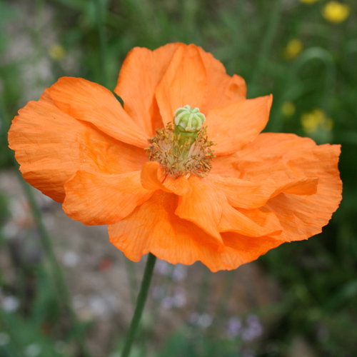 Papaver Atlanticum