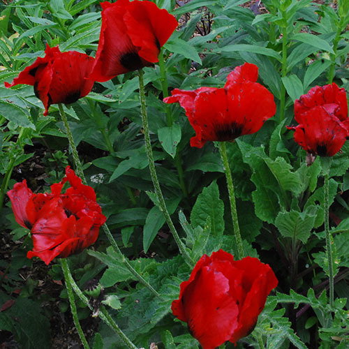 Papaver Lasiothrix