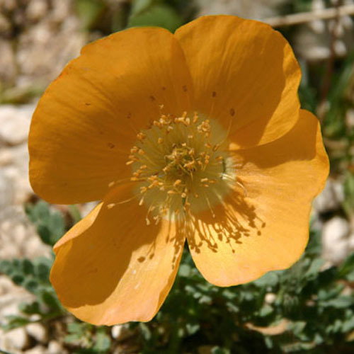 Papaver Aurantiacum