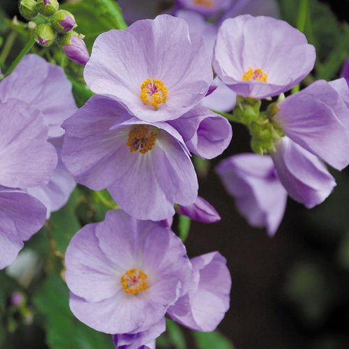 Abutilon X Suntense