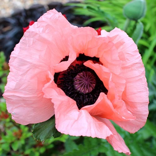 85 Papaver Princess Victoria Louise