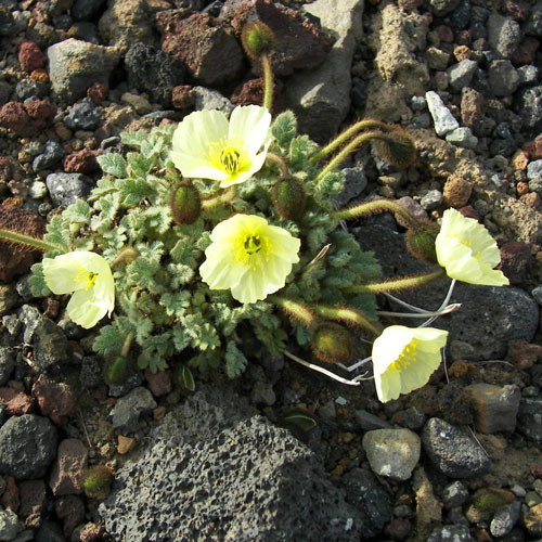 Papaver Radicatum