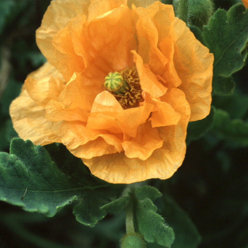 Papaver Orange Feathers