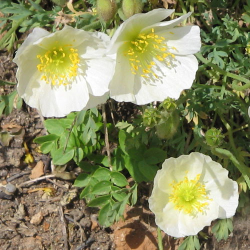 Papaver Sendtneri