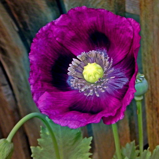 Papaver Laurens Grape