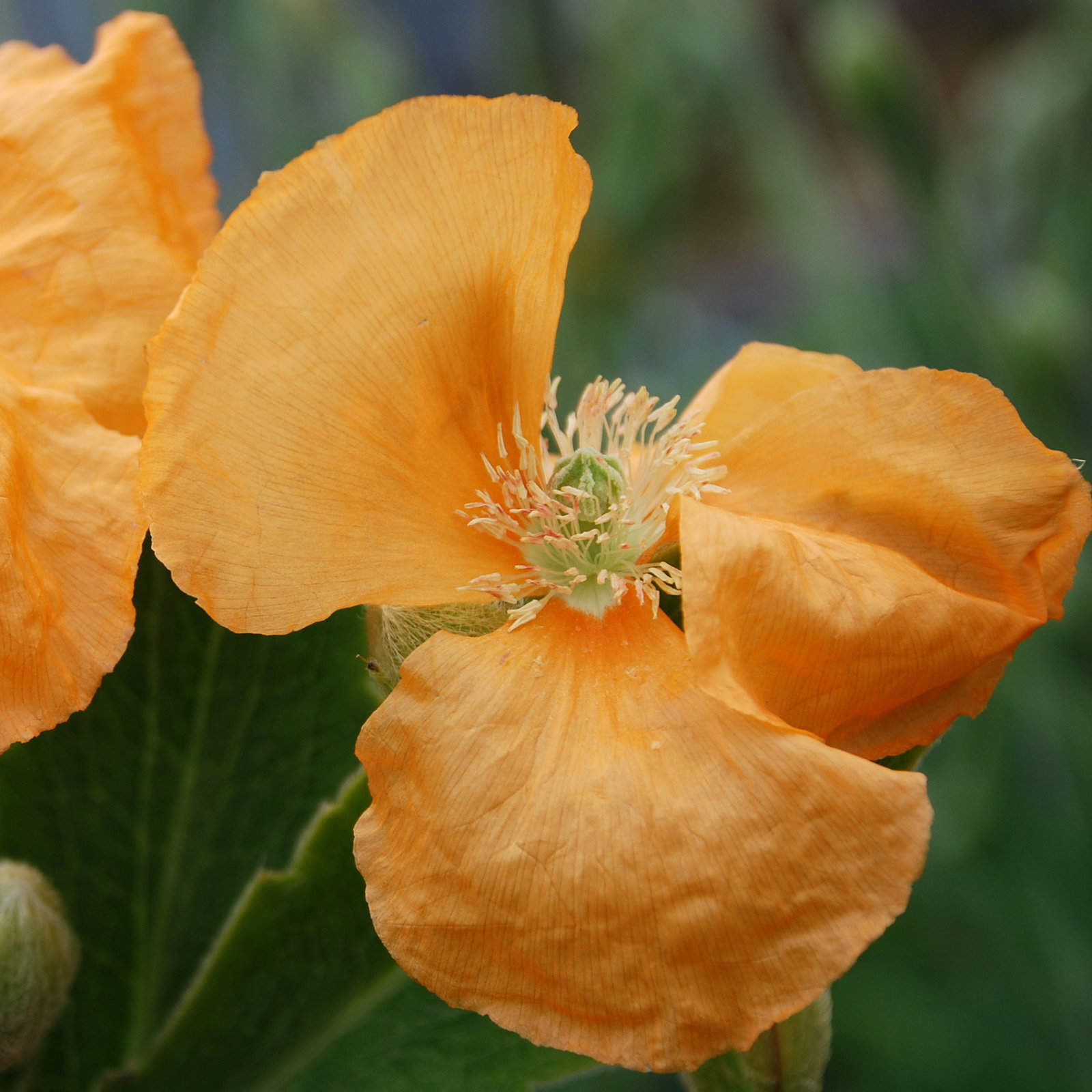 Papaver Spicata