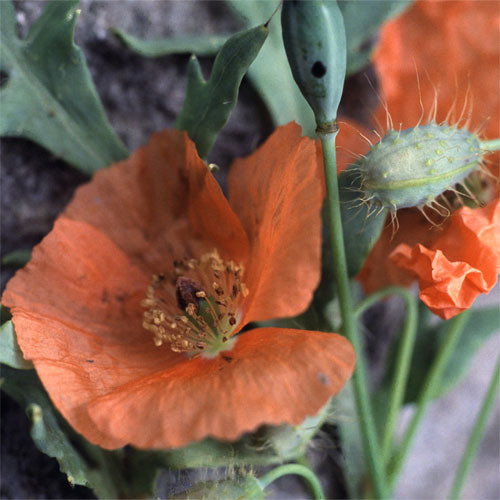 Papaver Triniifolium