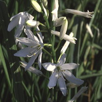 Paradisea Liliastrum