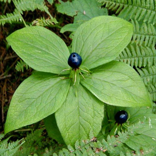 Paris Quadrifolia