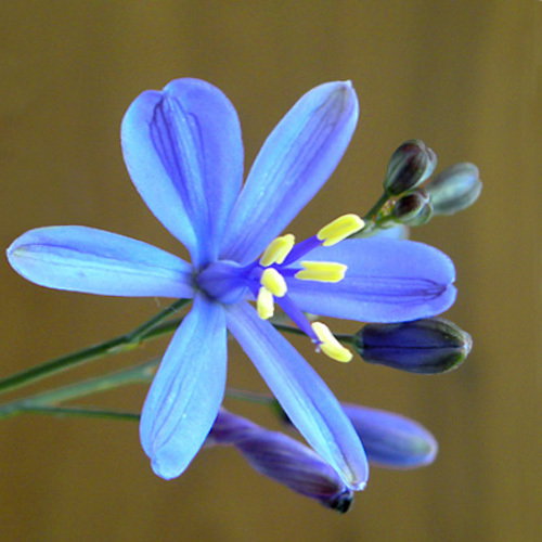 Pasithea Coerulea