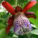 Passiflora Alata