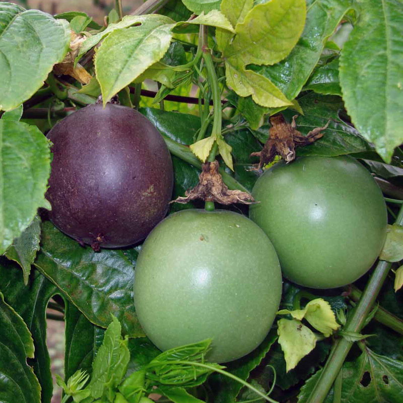 Passiflora Edulis
