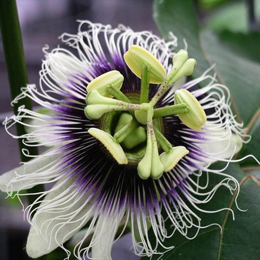Passiflora Edulis Flower