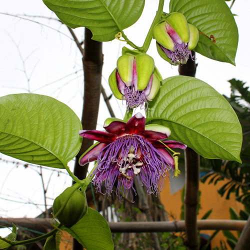 Passiflora Quadrangularis3