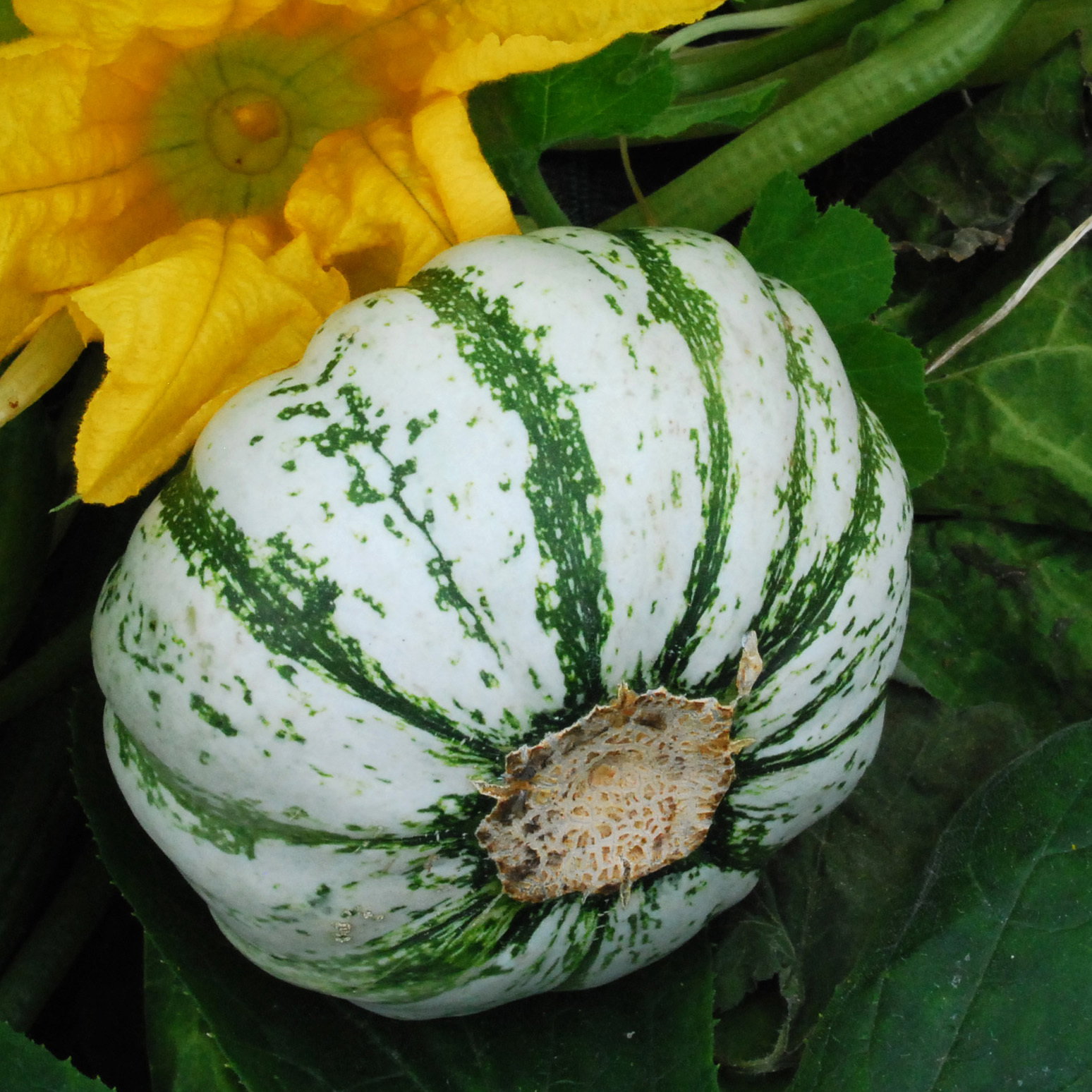 Pattisonspanachesummersquash01