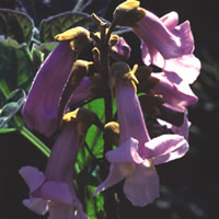 Paulownia Tomentosa