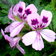 Pelargonium Vitifolium1