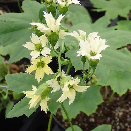 Peltoboykinia Tellimioides