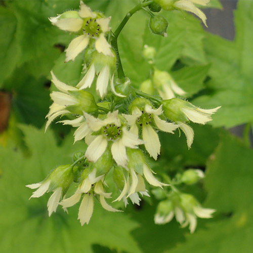 Peltoboykinia Watanabe